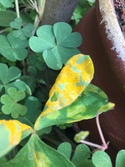 Puccinia oxalidis
