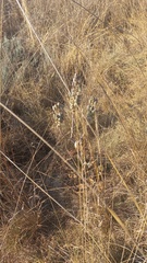 Aloe greatheadii