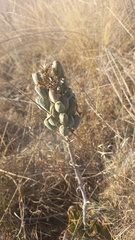 Aloe greatheadii