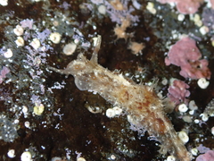 Stylocheilus polyomma