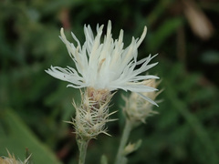 Centaurea diffusa
