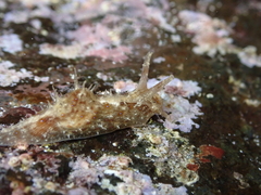 Stylocheilus polyomma