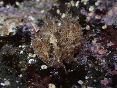 Stylocheilus polyomma