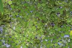 Salvinia
