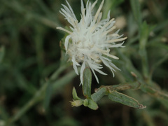 Centaurea diffusa