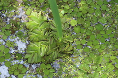 Salvinia