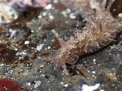 Stylocheilus polyomma