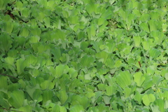 Pistia stratiotes