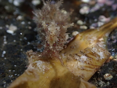 Stylocheilus polyomma