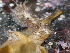 Stylocheilus polyomma