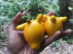 Solanum mammosum