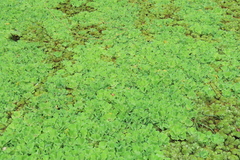 Pistia stratiotes