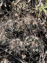 Coryphantha macromeris macromeris