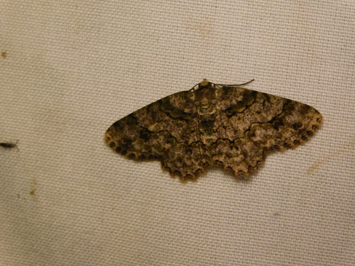 Paradarisa heledaria