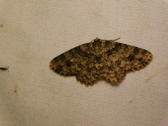 Paradarisa heledaria