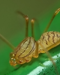 Scytodes