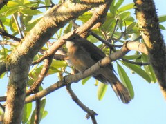 Alophoixus ochraceus