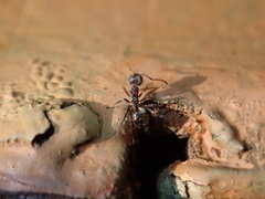 Dolichoderus thoracicus