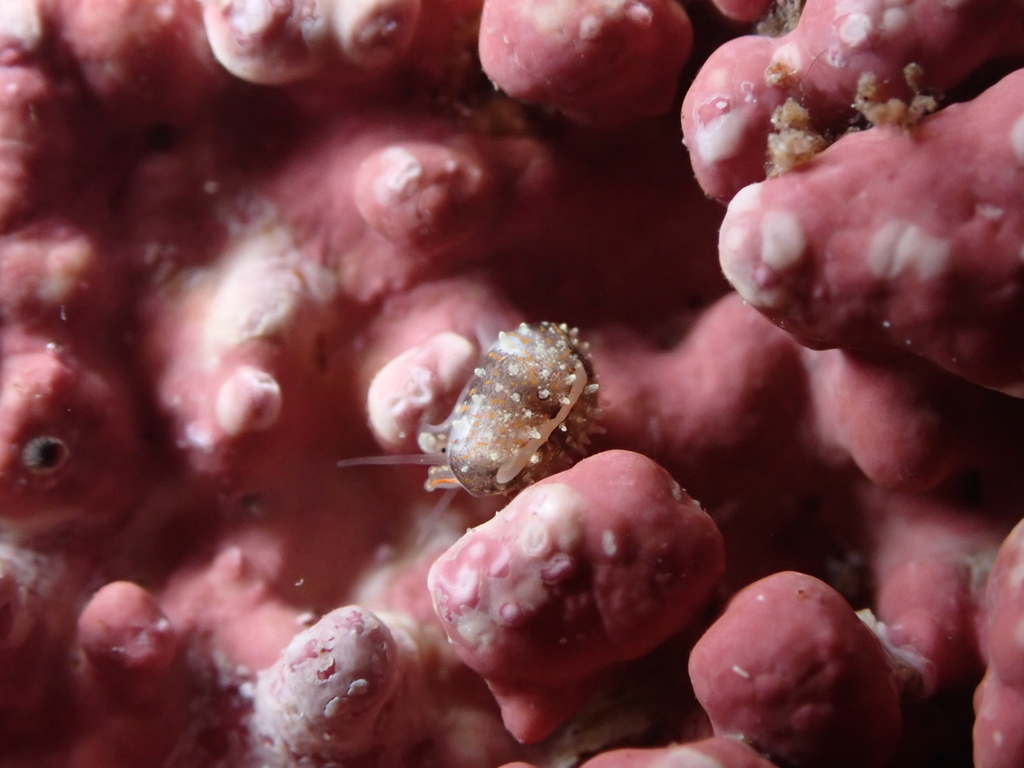 Granulina guancha