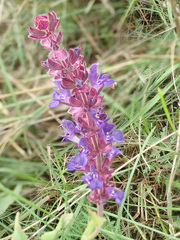 Salvia nemorosa