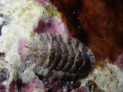 Rhyssoplax canariensis