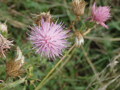 Carduus acanthoides