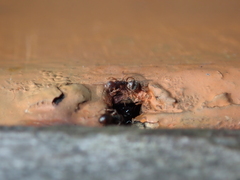 Dolichoderus thoracicus