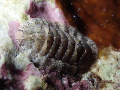 Rhyssoplax canariensis