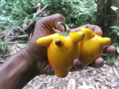 Solanum mammosum