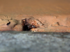 Dolichoderus thoracicus