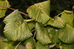 Corylus colurna