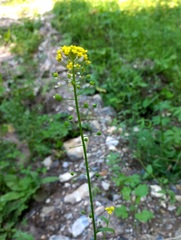 Neslia paniculata