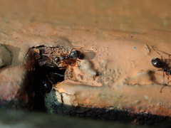 Dolichoderus thoracicus