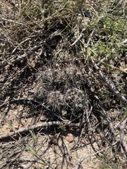 Coryphantha macromeris macromeris
