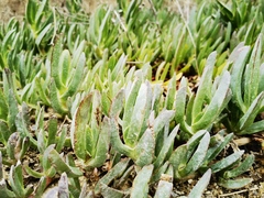 Carpobrotus