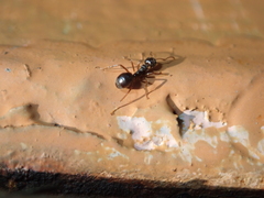 Dolichoderus thoracicus