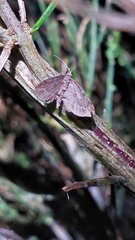 Chloroclystis filata