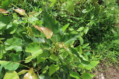 Ficus religiosa