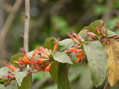 Woodfordia fruticosa