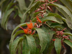 Woodfordia fruticosa
