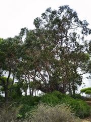 Eucalyptus camaldulensis