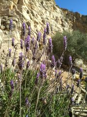 Lavandula dentata