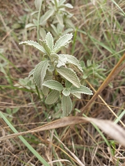 Marrubium peregrinum