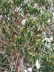 Eucalyptus camaldulensis