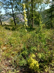 Aconitum barbatum