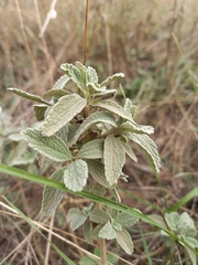 Marrubium peregrinum