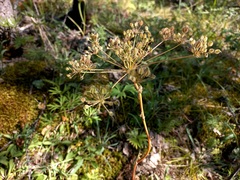 Aulacospermum anomalum