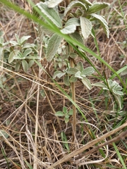 Marrubium peregrinum