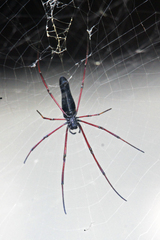 Nephila kuhli