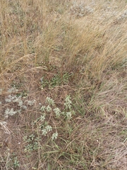 Marrubium peregrinum